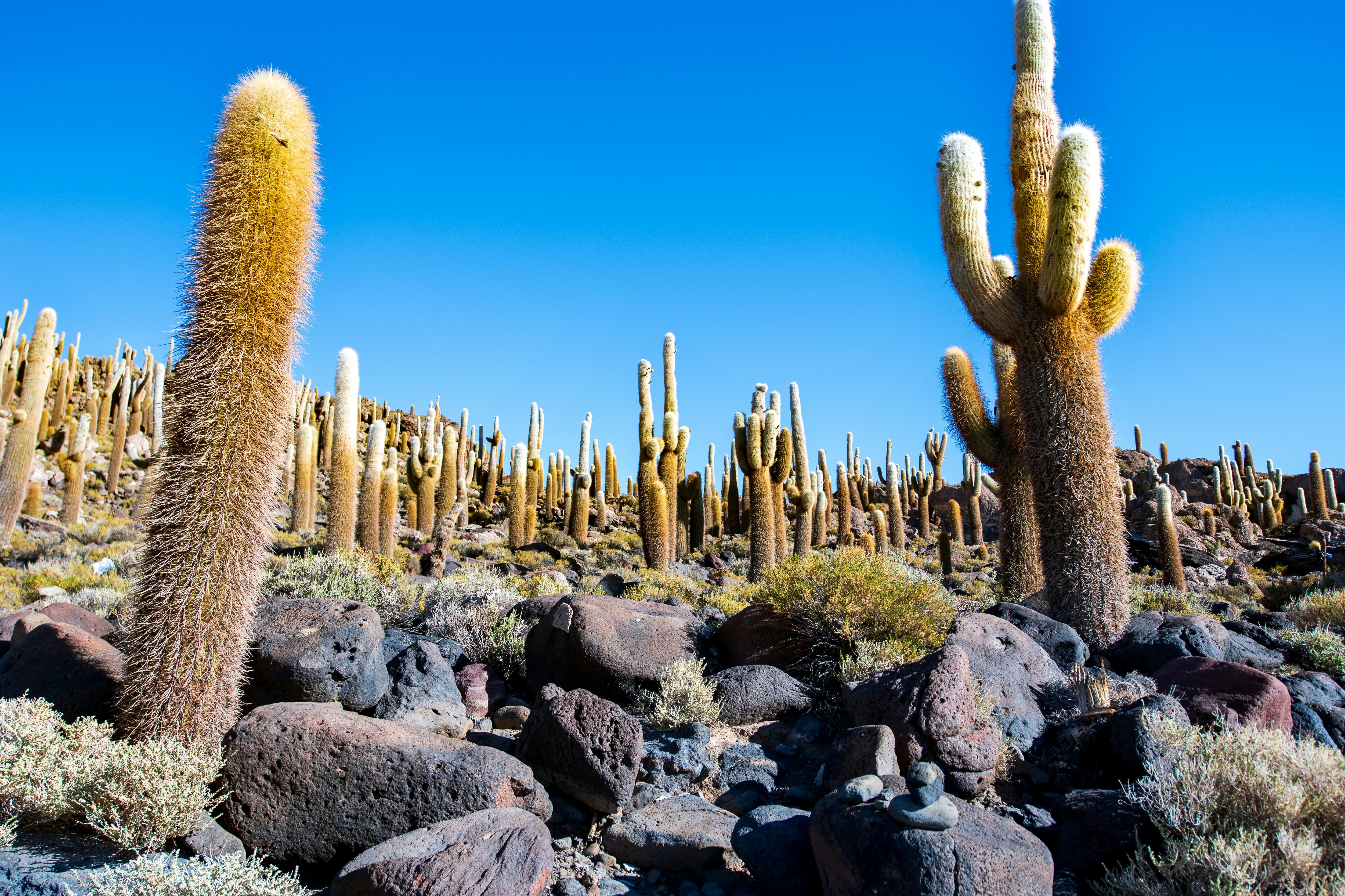 Isla Incahuasi Cactusi Bolivia